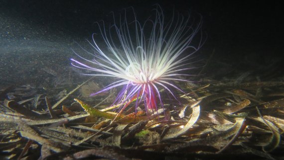 Diving in Russia and Serbia