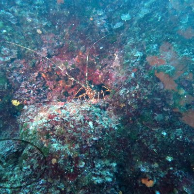 Reefs in Montenegro Diving