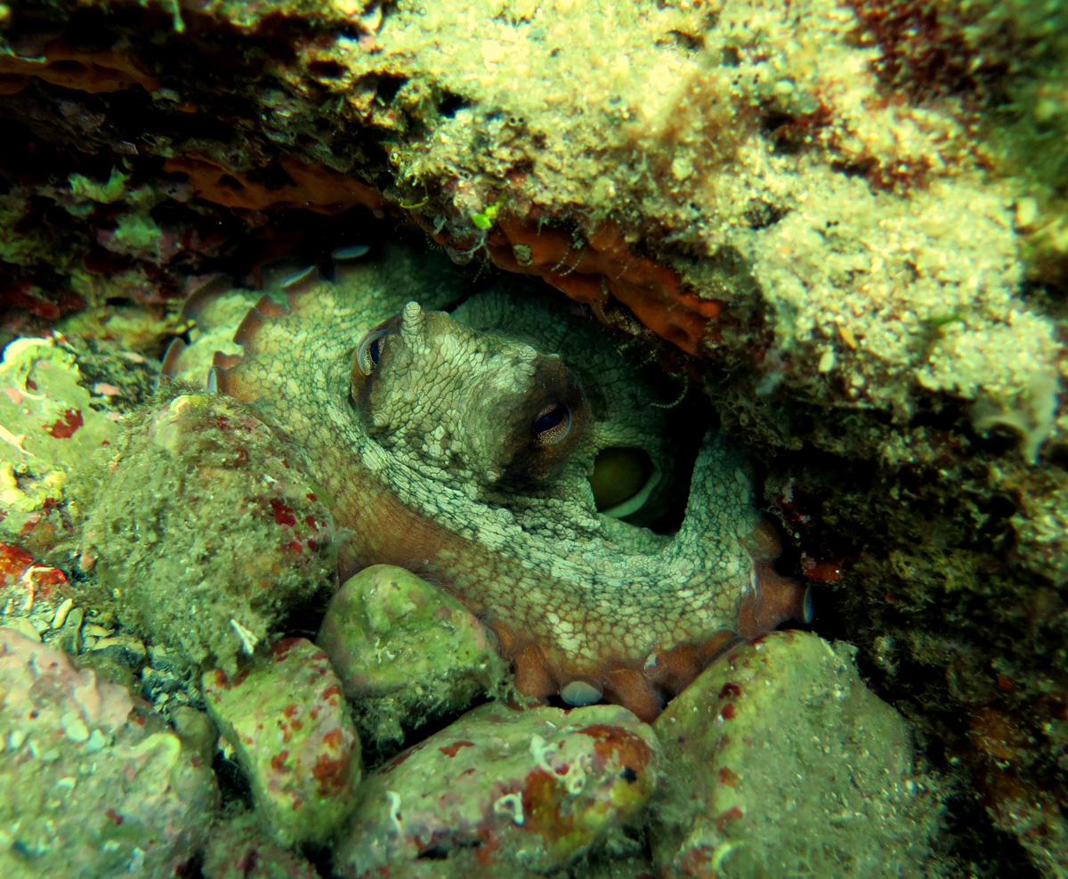 Ostrvo sa tvrdjavom Mamula - Peoples Diving Club